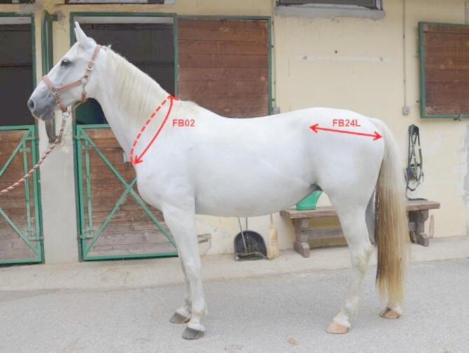 An iterative approach to identify key predictive features of fear reactivity and fearfulness in horses (Equus caballus).