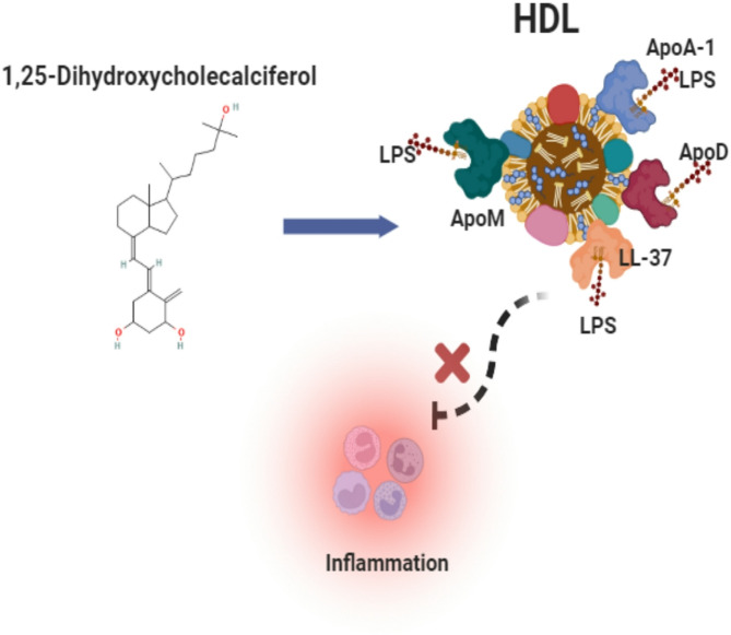 Vitamin D immune modulation of the anti-inflammatory effects of HDL-associated proteins.