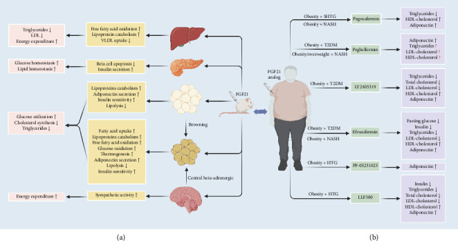 Effects and Safety of FGF21 Analogs on Glycemic Parameters, Lipid Profiles, and Adiponectin in Overweight and Obese Adults: A Meta-Analysis of Randomized Controlled Trials.
