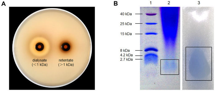 Antibacterial Activity of Bacteriocin-Like Inhibitory Substances (BLIS) of <i>Levilactobacillus brevis</i> PG-11 against <i>Salmonella</i> Typhimurium.