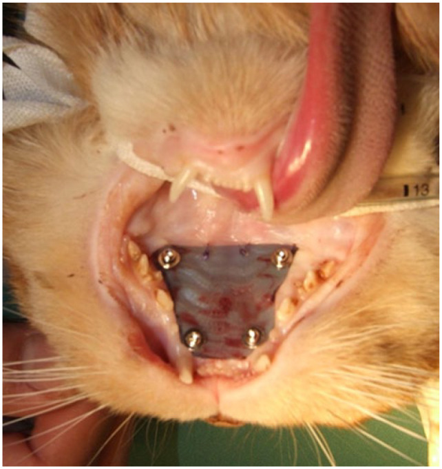 Surgical application of a customised temporary palate guard to treat bleeding palatine ulcers in three cats.