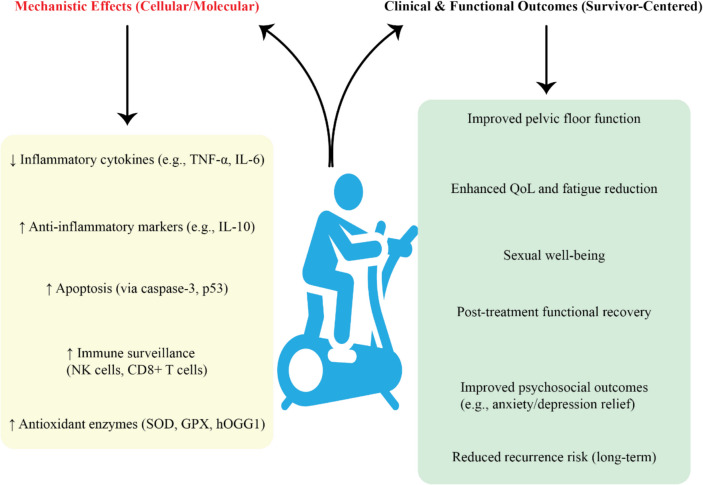 Molecular, cellular, biochemical, and rehabilitative insights into exercise interventions for gynecological cancer prevention and survivorship: a narrative review.