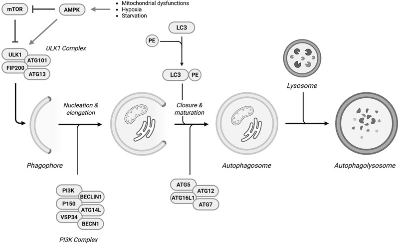 The role of autophagy in the pathogenesis and treatment of multiple sclerosis.