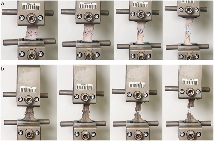 Tensile strength testing in feline skin with different sizes of nylon suture material: a biomechanical in vitro study.