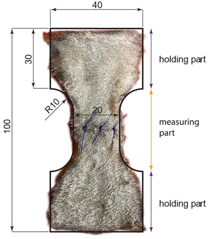 Tensile strength testing in feline skin with different sizes of nylon suture material: a biomechanical in vitro study.