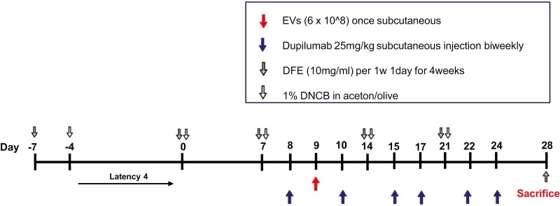 Effects of MSC-derived extracellular vesicles and dupilumab on the spleen and skin in a house dust mite-induced atopic dermatitis model.