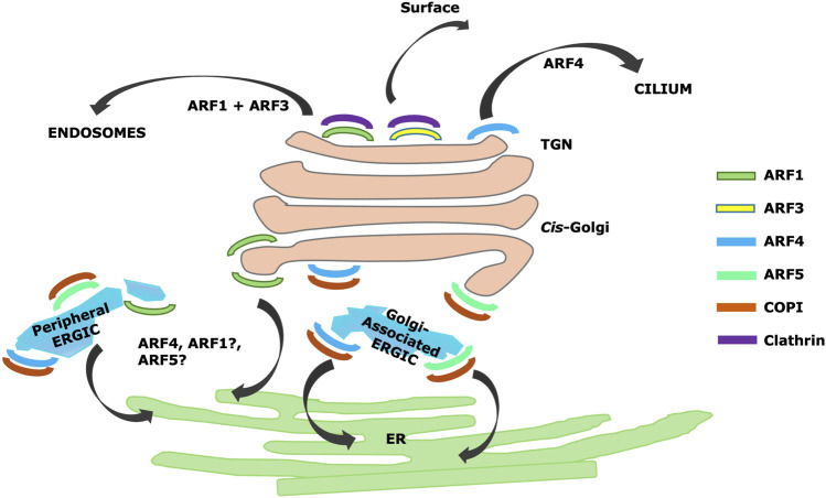 Arfs on the Golgi: four conductors, one orchestra.