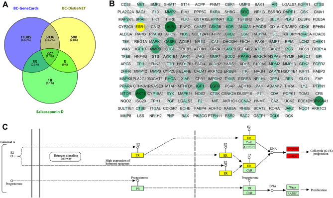 The potential mechanism of Saikosaponin D against luminal A breast cancer based on bioinformatical analysis, molecular docking and in vitro studies.