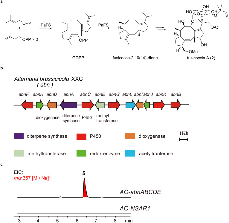 Heterologous biosynthesis of cotylenol and concise synthesis of fusicoccane diterpenoids.