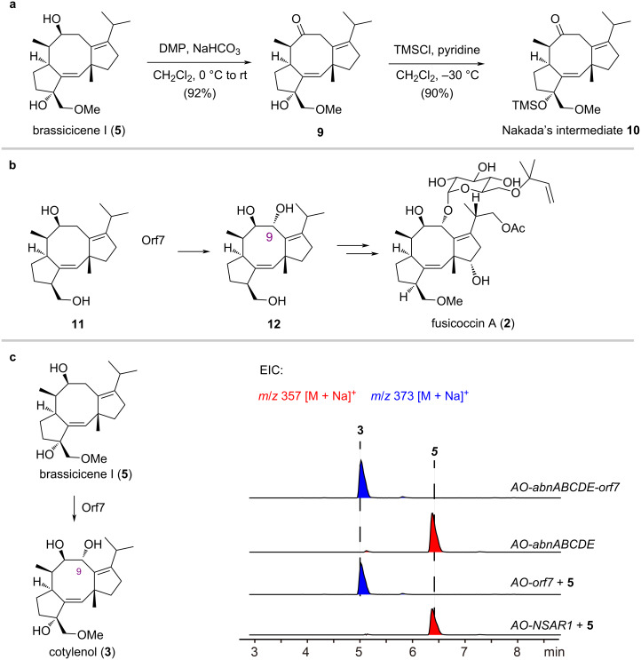 Heterologous biosynthesis of cotylenol and concise synthesis of fusicoccane diterpenoids.