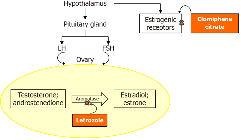 Decoding androgen excess in polycystic ovary syndrome: Roles of insulin resistance and other key intraovarian and systemic factors.