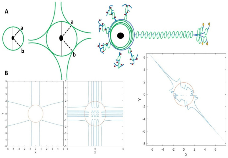 A Model-Based Approach to Neuronal Electrical Activity and Spatial Organization Through the Neuronal Actin Cytoskeleton.