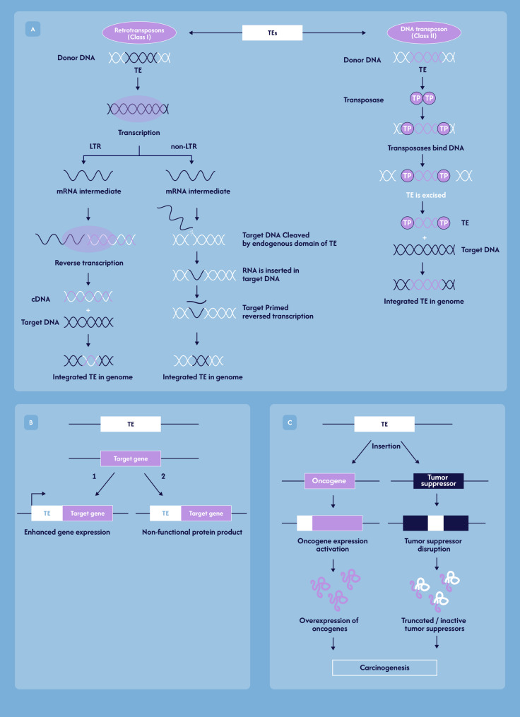 Exploring transposable elements: new horizons in cancer diagnostics and therapeutics.