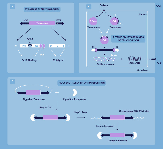 Exploring transposable elements: new horizons in cancer diagnostics and therapeutics.