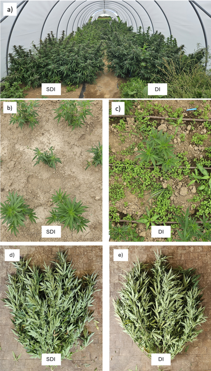Subsurface drip irrigation reduces weed infestation and irrigation water use while increasing inflorescence and cannabinoid yield in an outdoor tunnel Cannabis sativa L. production system.