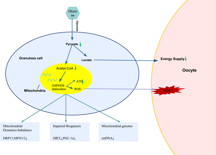 The role of mitochondrial dysfunction in ovarian granulosa cells in polycystic ovary syndrome.