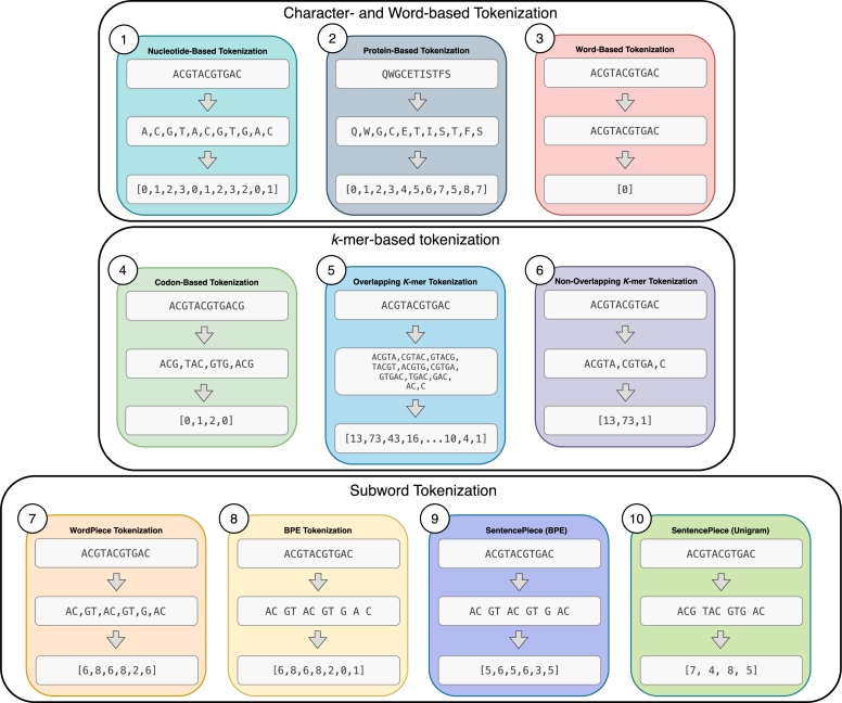 Tokenization and deep learning architectures in genomics: A comprehensive review.