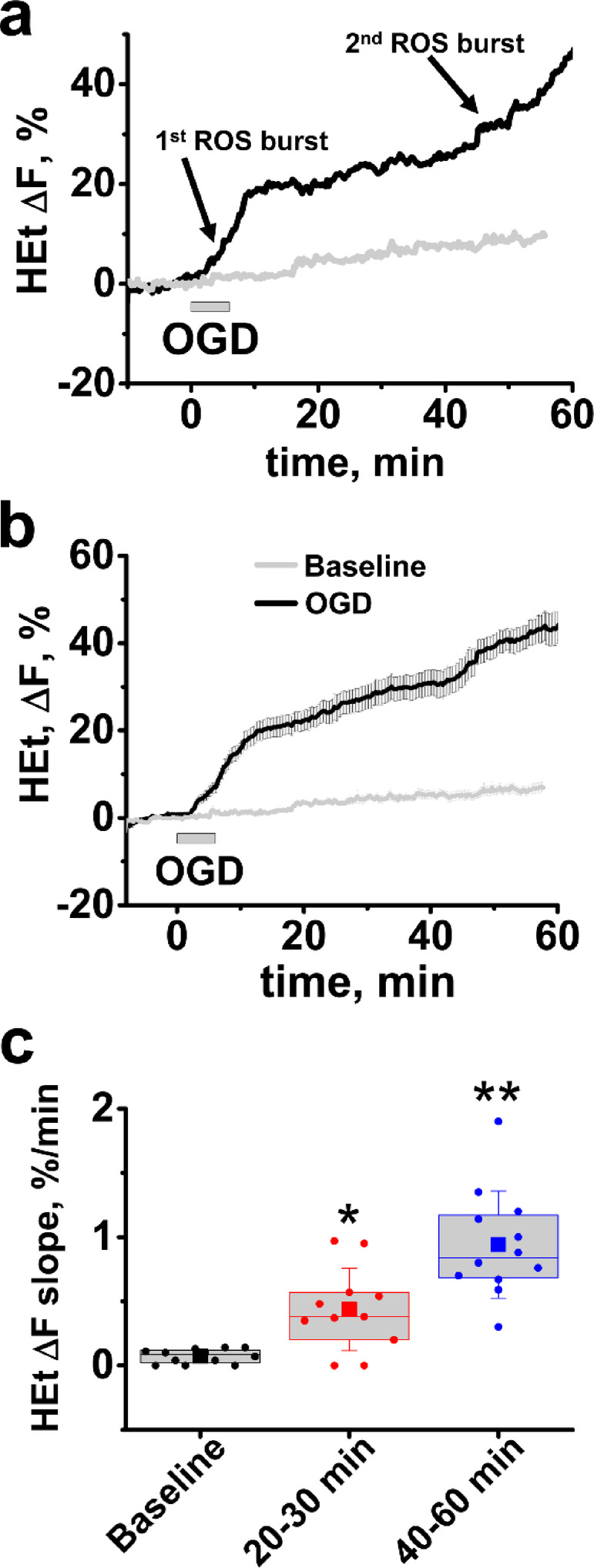 Mechanisms of delayed ischemia/reperfusion evoked ROS generation in the hippocampal CA1 zone of adult mouse brain slices.