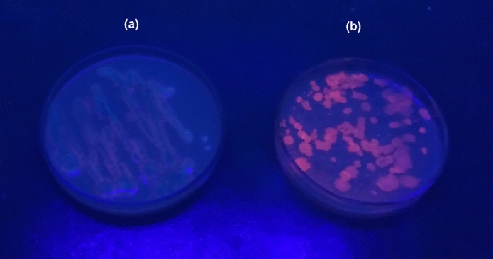 Dual-function strategy: simultaneous biopolymer production and lead biosorption by Bacillus paramycoides in single-batch fermentation process