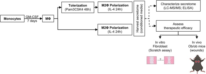 A Macrophage-Based Cell Therapy Approach Promotes Collagen Deposition in Diabetic Wounds.