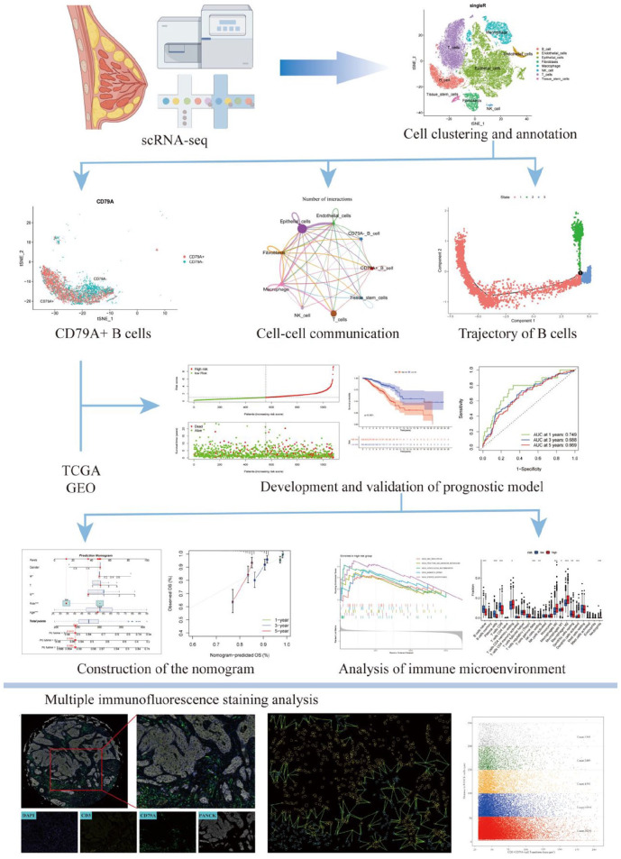 Single-Cell Sequence and Machine Learning Identify a CD79A+B Cells-Related Transcriptional Signature for Predicting Clinical Outcomes and Immune Microenvironment in Breast Cancer.