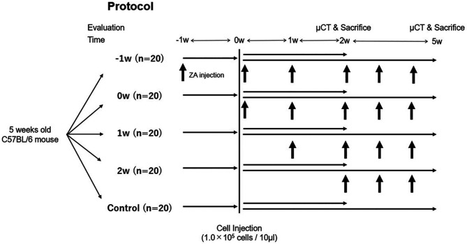 Effect of Zoledronic Acid Administration Timing on Metastatic Bone Tumors.