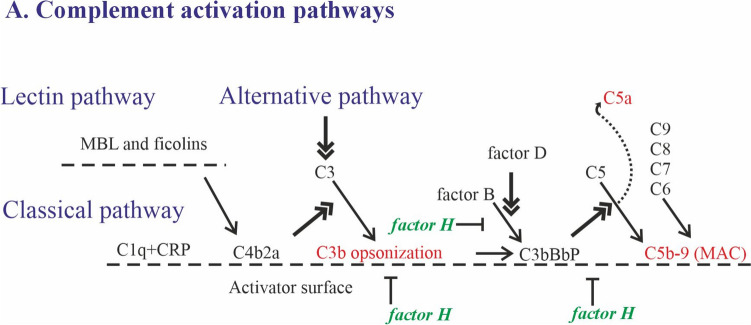 Exploring the intersection of atherosclerosis and Alzheimer's disease: the role of inflammation and complement activation.