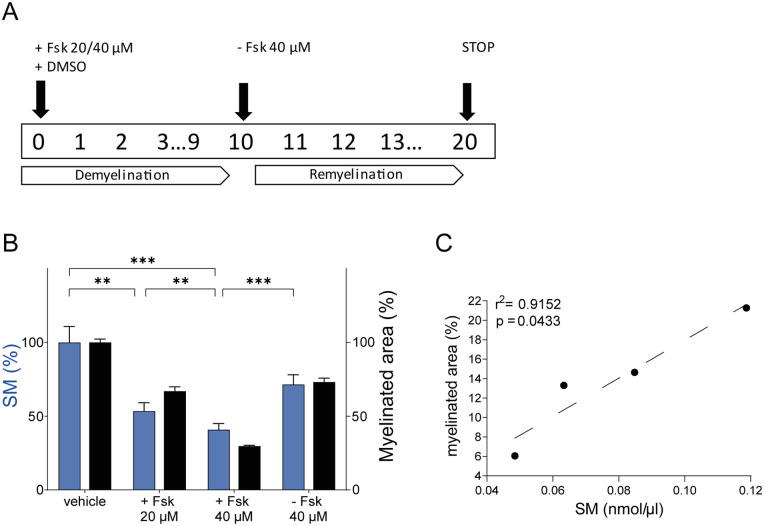 A Comprehensive Description of the Roadmap to Identify and Validate a Myelin Biomarker.