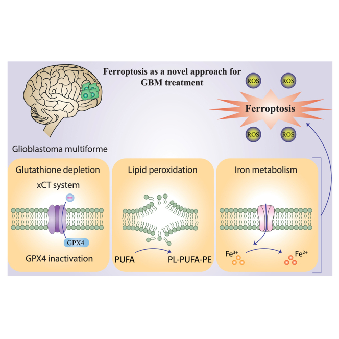 Ferroptosis as a therapeutic target in glioblastoma: Mechanisms and emerging strategies.