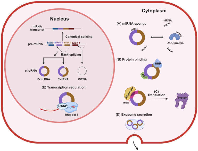 Emerging role of circular RNAs in diabetic retinopathy.