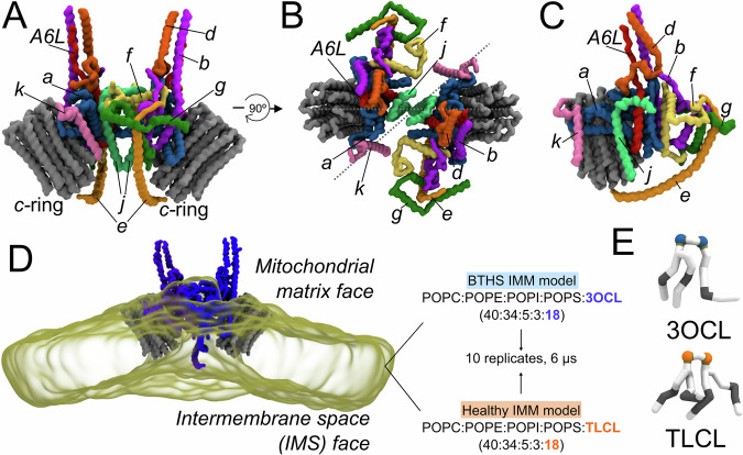 Cardiolipin acyl chain composition tailors the conformation of mammalian ATP synthase dimers.