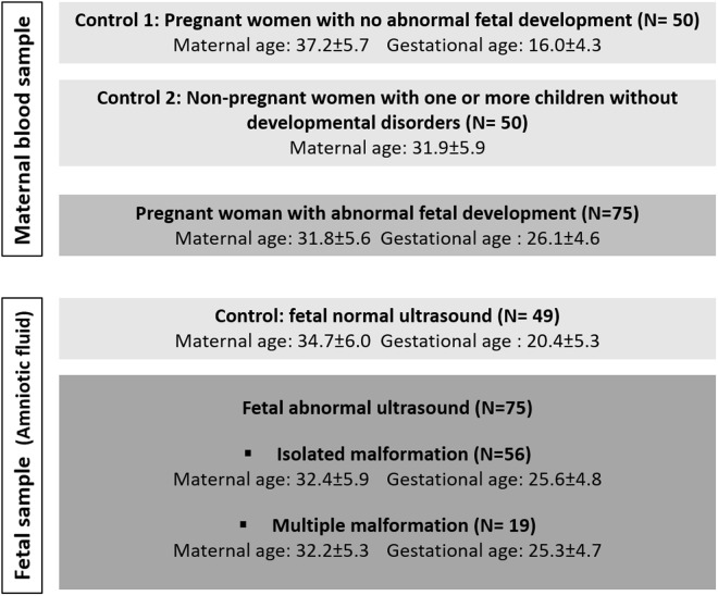 Association between shortened maternal and fetal telomere length and abnormal fetal development.