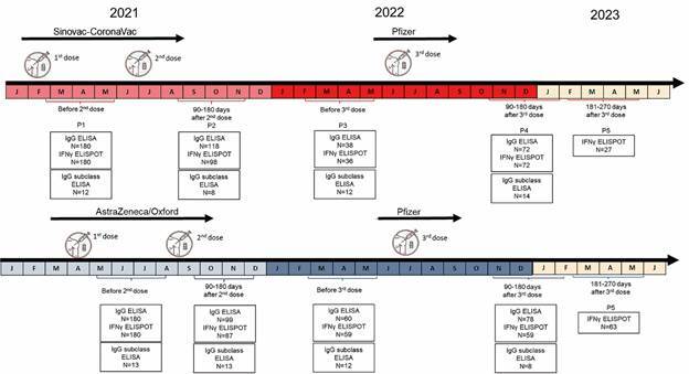 A 20-month longitudinal study to evaluate humoral and cellular immunity after COVID-19 vaccines.