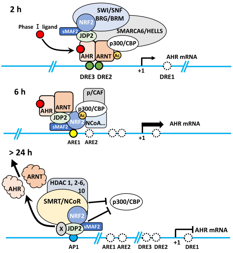 New insights into coordinated regulation of AHR promoter transcription; molecular mechanisms and therapeutic targets.