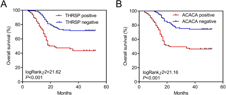 Construction of a Nomogram Model for Predicting Prognosis in Breast Cancer Patients Based on the Expression of THRSP and ACACA Proteins Tissues.