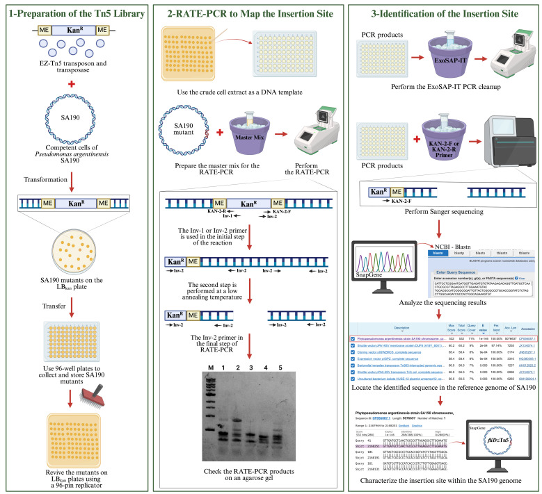 Comprehensive Mapping of EZ-Tn5 Transposon Insertion Sites in <i>Pseudomonas argentinensis</i> SA190 Using RATE-PCR.