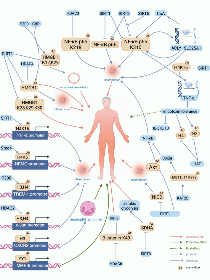 Molecular mechanisms and functions of protein acetylation in sepsis and sepsis-associated organ dysfunction.