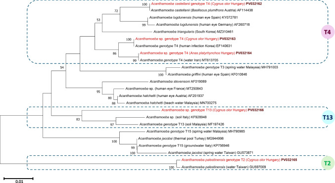 Molecular evidence for trichomonads and acanthamoebae in cloacal samples of synanthropic waterfowl.