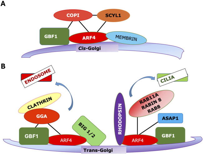 Arfs on the Golgi: four conductors, one orchestra.