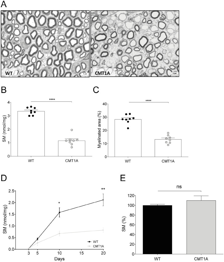 A Comprehensive Description of the Roadmap to Identify and Validate a Myelin Biomarker.