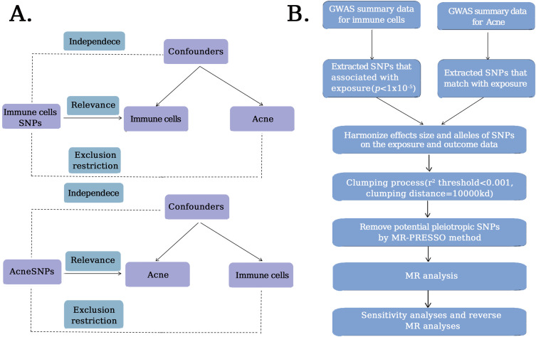 Investigating the Impact of Circulating Immune Cells on Acne Using Mendelian Randomization.