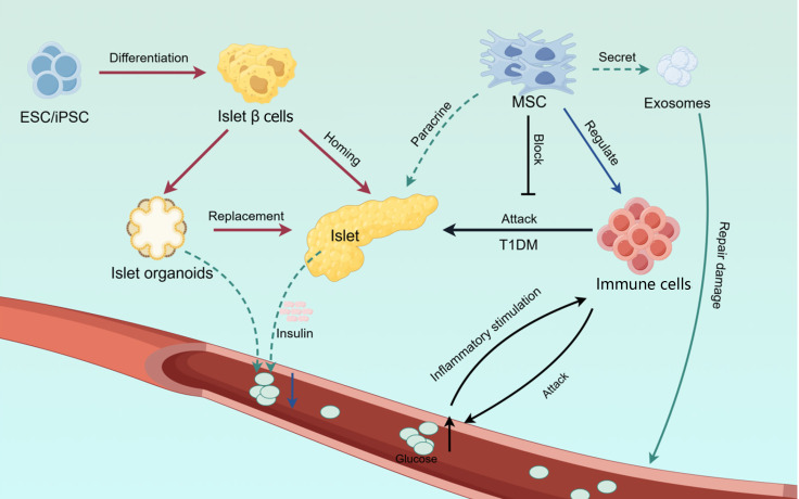 Stem cell therapy for diabetes: Advances, prospects, and challenges.