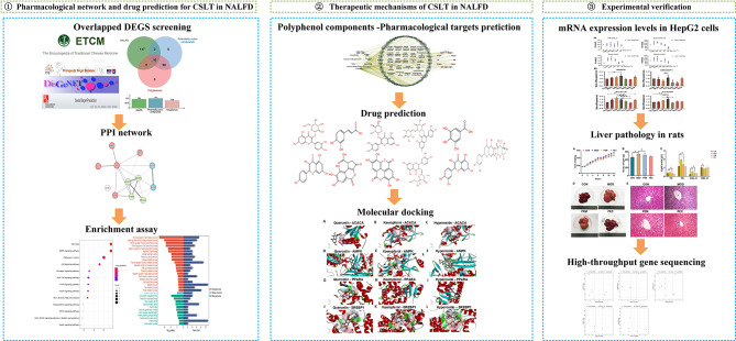 The use of polyphenols extracted from Chinese sweet leaf tea (Rubus suavissimus S. Lee.) as novel drugs for the treatment of metabolic dysfunction associated steatotic liver disease.