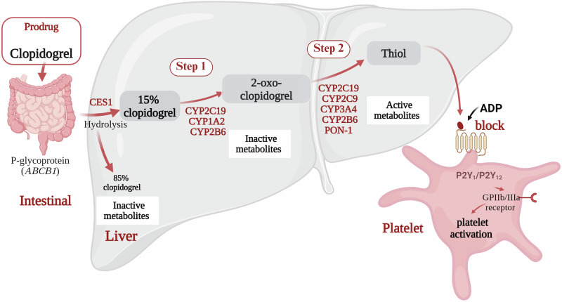 A narrative review of research advancements in pharmacogenetics of cardiovascular disease and impact on clinical implications.
