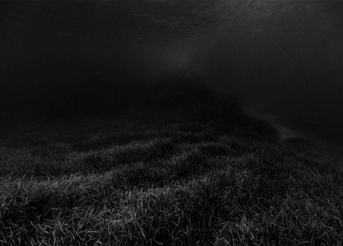 Artistic Value as a New Paradigm to Promote Ocean Conservation.