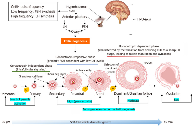 Decoding androgen excess in polycystic ovary syndrome: Roles of insulin resistance and other key intraovarian and systemic factors.