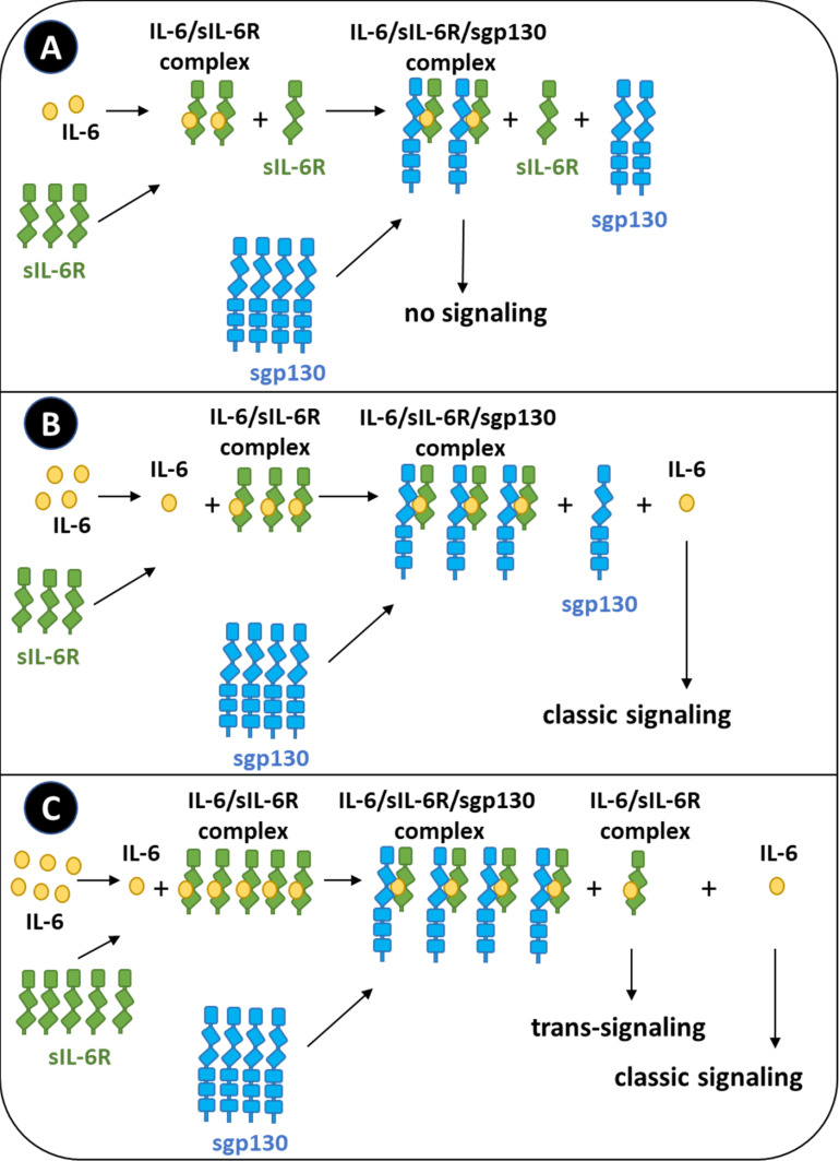 IL-6 Signaling in Immunopathology: From Basic Biology to Selective Therapeutic Intervention.