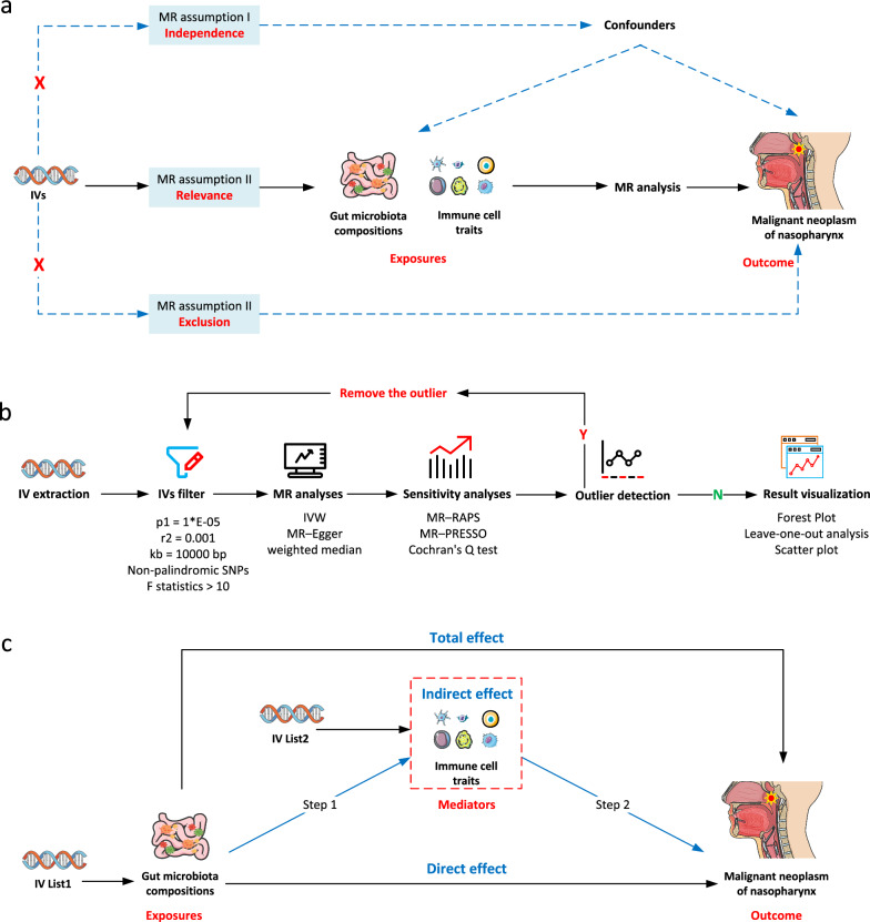 Mendelian randomization analysis of gut microbiota-immune cell interactions in malignant neoplasm of nasopharynx.