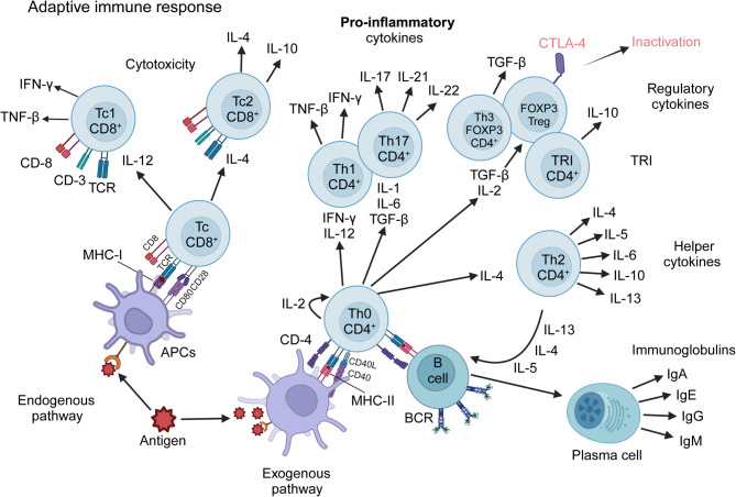 T cells in cancer: mechanistic insights and therapeutic advances.