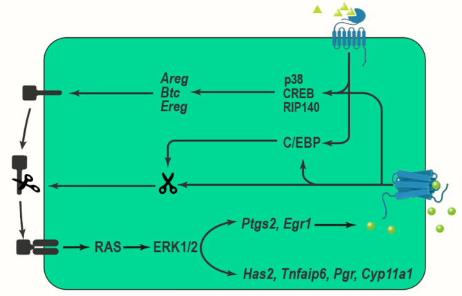 The roles of MAPK signaling pathway in ovarian folliculogenesis.